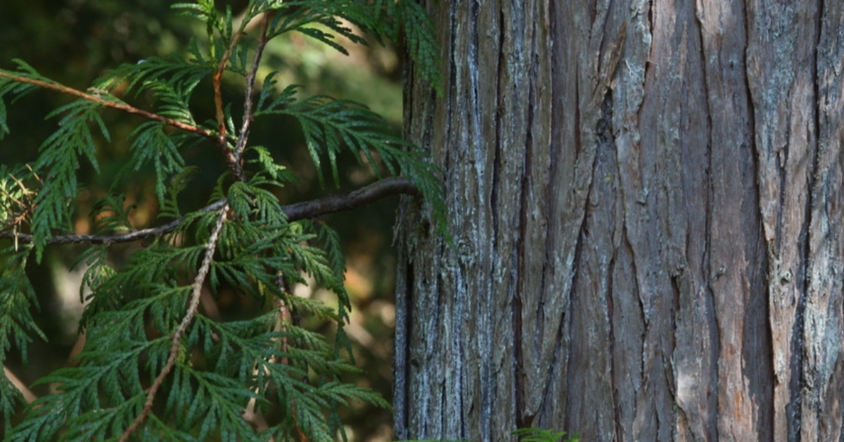 Why Do We Use Western Red Cedar?